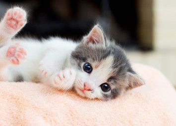 Kitten laying in pink bed