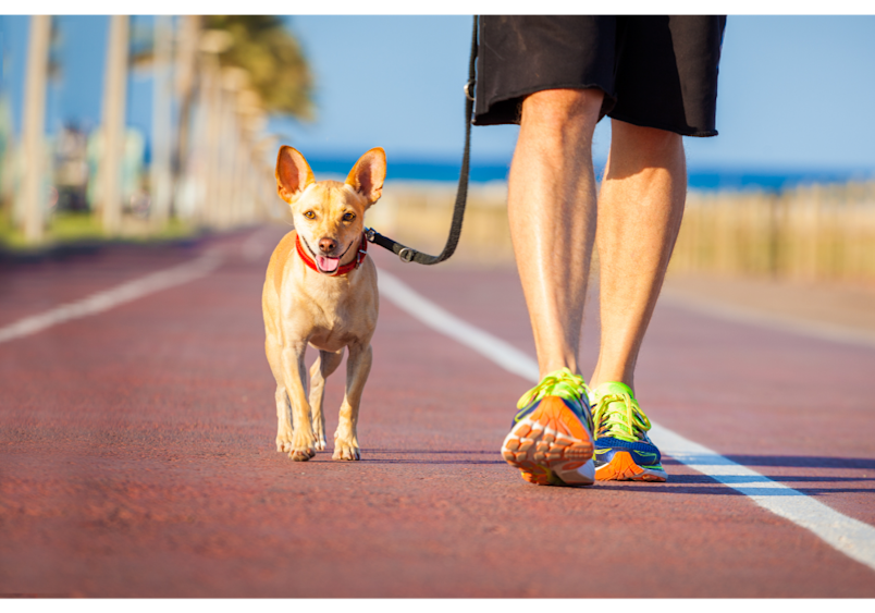 A small tan dog walks alongside their owner on a seaside track, demonstrating low-impact exercise that helps manage discomfort while you determine what can i give my dog for pain.