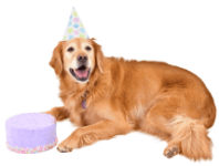 Senior Golden Retriever with a Birthday Hat and Cake
