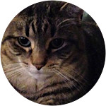 cat recovering from urethral obstruction