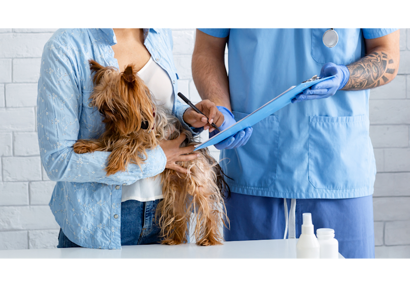 A veterinarian examines a small Yorkshire Terrier while the pet owner holds her beloved companion, demonstrating how professional vet care remains essential despite rising costs.