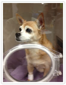 Multi-system failure in pets