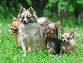 Are there cheap dogs in the world? And if so, are these group of adorable dogs posing in this image cheap? Budget-Friendly Companions might just be the best, because they might be cheap or inexpensive but they surely have high emotional value.