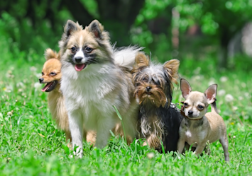 Are there cheap dogs in the world? And if so, are these group of adorable dogs posing in this image cheap? Budget-Friendly Companions might just be the best, because they might be cheap or inexpensive but they surely have high emotional value.
