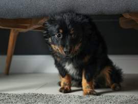 A nervous black and tan small dog hides under furniture, demonstrating classic anxiety behavior commonly seen during storms or fireworks.