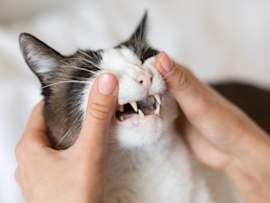 A person gently holds open a black and white cat's mouth for a close-up dental inspection, revealing the cat's teeth and gums in clear detail. This image is ideal for articles covering feline tooth resorption, cat tooth decay, black spots on cat teeth, and related concerns like black lines on a cat tooth or black spots on cat gums.