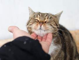 Cat Purring While Being Petted