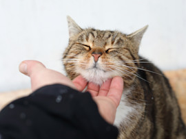 Cat Purring While Being Petted