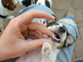 Person Checking on Puppy's Teething