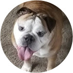 June - English Bulldog