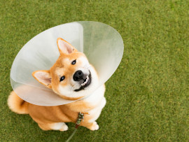 A dog in his cone after getting spayed