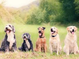 Group of five cheerful dogs of various breeds sitting in a grassy field, a delightful scene that offers inspiration for the best dog names, good dog names, and a variety of names for dogs of all sizes.