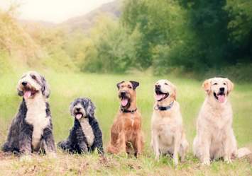 Group of five cheerful dogs of various breeds sitting in a grassy field, a delightful scene that offers inspiration for the best dog names, good dog names, and a variety of names for dogs of all sizes.