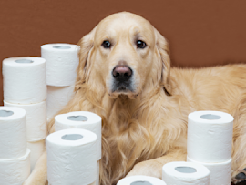 A dog surrounded with toilet papers looking all sad and sulky because it hasn't pooped yet for days now, making its owner worried and searching for dog laxative for constipated dog.