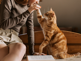 A ginger tabby cat reaches up to touch paws with their person in a warm, intimate moment, perfectly illustrating why cats become clingy companions who seek connection and physical closeness with the humans they've become attached to.