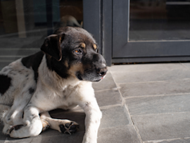 A black, white, and tan dog with a visible growth on the bridge of its nose rests on a stone surface, demonstrating how sudden lumps on dog under skin may appear as subtle raised bumps that require veterinary examination to determine whether they're a benign cyst on dog or potentially cancerous tumor.