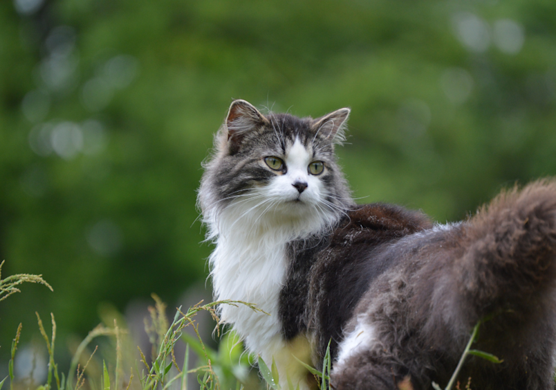 A striking Domestic Long Haired tuxedo cat-black and white fur sits in a green outdoor setting, its expressive face and fluffy coat showcasing the natural beauty that makes these DLH cats such cherished companions with their distinctive personalities.