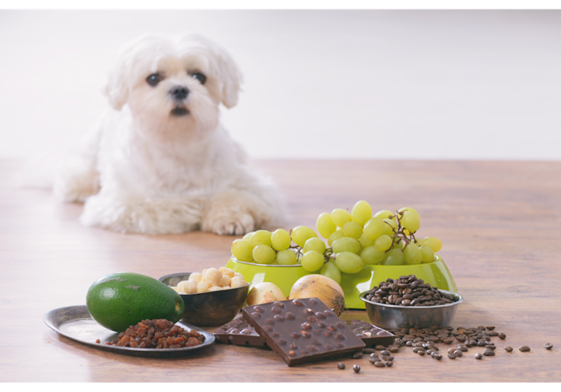 This image illustrates what foods are toxic to dogs, featuring dangerous items like grapes, chocolate, coffee beans, macadamia nuts, and avocado—all foods dogs can't eat that can cause serious health issues.