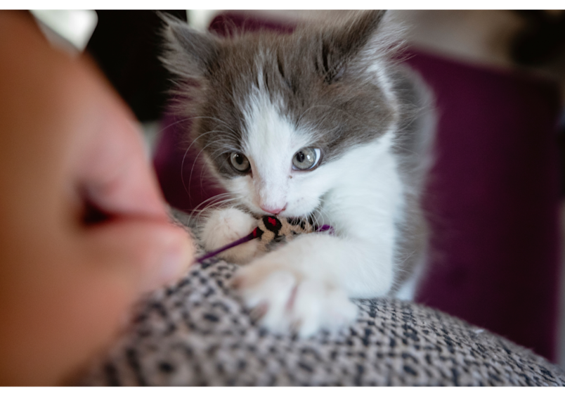 Cute gray and white kitten is playing and biting during playtime.