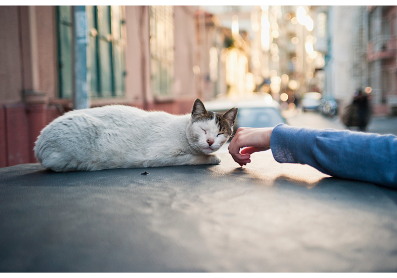 A a person in a blue sweater gently reaching out to pet a white and gray stray cat resting on a street demonstrating what to do when you find a homeless cat.