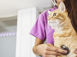 vet tech in purple scrubs examining an orange cat
