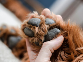 Protect Dog's Paws from Hot Pavement
