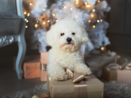 This adorable white dog looks like a teddy bear as it is sitting on a gift box in front of a decorated Christmas tree, exemplifying the teddy bear dog breed.
