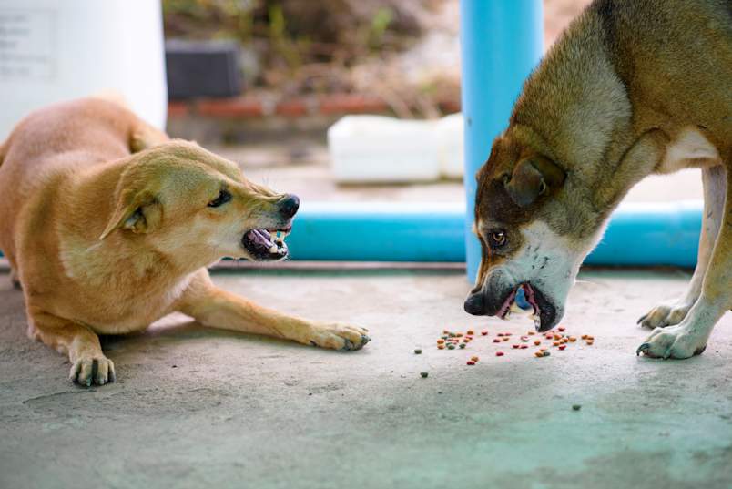 This image shows a clear example of resource guarding in dogs, where one dog is baring its teeth and snarling to protect scattered kibble from another dog attempting to eat nearby. Food aggression in dogs like this — where a dog becomes defensive over meals — is one of the most common forms of dog resource guarding.