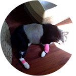 Maxine - Domestic Shorthair