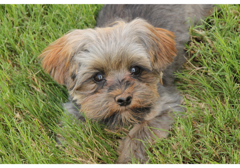 This adorable morkie puppy showcases the classic traits of a maltese yorkie mix, with its silky coat displaying the beautiful blend of colors typical in morkies. Morkie dog breed combines the best characteristics of both maltese and yorkie breeds.