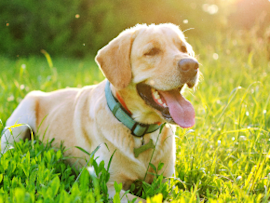 dog in grass