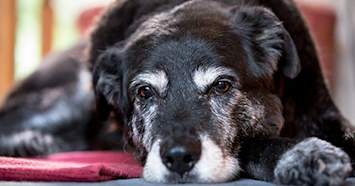 old black dog with bathroom issues