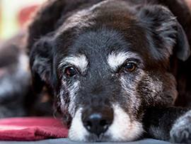 old black dog with bathroom issues