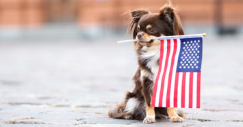 chihuahua-holding-flag-in-mouth