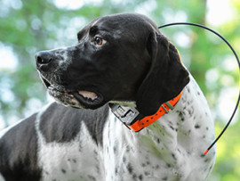 hunting dog wearing tracking collar