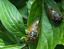 two cicadas on a leaf