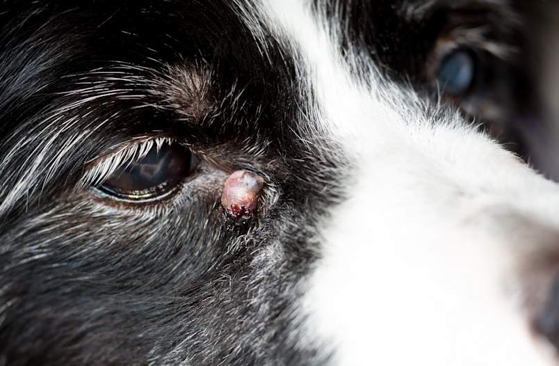 A close-up of a black-and-white dog's face showing a small pink, raised growth on the lower eyelid, with slight discharge and crusting. I