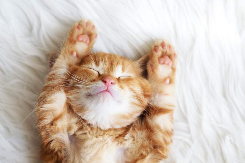 An adorable ginger kitten sleeps on its back with tiny pink paw pads in the air on a soft white blanket — the kind of irresistible face that inspires the search for the perfect popular cat names.