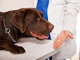 A chocolate labrador looking at a pill, that is being offered by a vet, Could this pill be a tramadol, and if so can dogs take tramadol? What are the potential tramadol side effects for dogs?