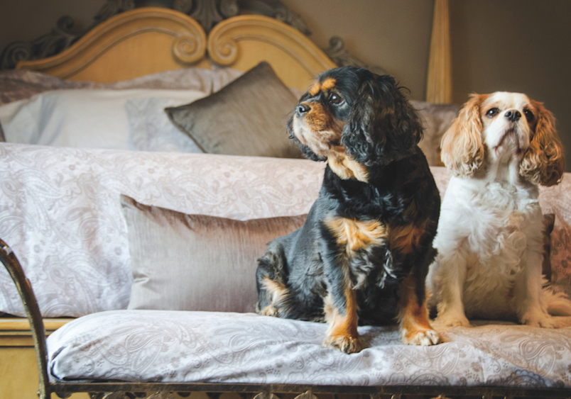 A black and tan Cavalier King Charles Spaniel sits proudly next to its cream-colored companion on a fancy sofa, their sweet expressions instantly melting my heart as they embody why this breed steals so many dog lovers' affections.