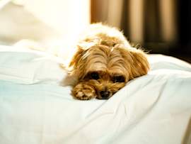 A small apricot terrier mix lies curled on white bedding, head down and eyes low, the kind of subdued, not-quite-right posture that makes owners worry something is wrong.
