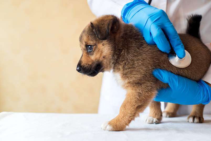A young German Shepherd puppy stands patiently on an examination table as a veterinarian in blue gloves gently presses a stethoscope to its fuzzy back, checking the little one's heart and lungs during an early wellness visit. This veterinary exam captures the perfect opportunity for new pet parents to ask their vet about heartworm medicine for puppies and learn when to start heartworm prevention for puppies.