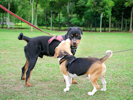 Two dogs meeting on leashes in a green park setting, demonstrating proper dog socialization techniques as they carefully interact - a great example of how to socialize your dog with other dogs in a controlled environment that works for both puppies and adult dogs learning social skills.