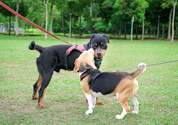 Two dogs meeting on leashes in a green park setting, demonstrating proper dog socialization techniques as they carefully interact - a great example of how to socialize your dog with other dogs in a controlled environment that works for both puppies and adult dogs learning social skills.