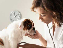 Cost of Veterinary Care