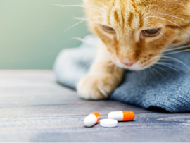 Orange tabby cat lying on a table looking at medicine pills