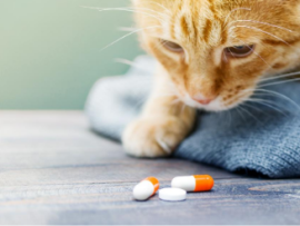 Orange tabby cat lying on a table looking at medicine pills