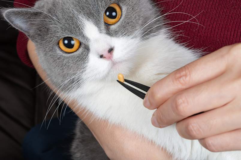 A wide-eyed gray and white cat looks wary as its owner holds a small pill with tweezers near its mouth — perfectly capturing one of the most common problems with how to give pills to cats: a reluctant patient.
