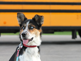 dog-in-front-of-school-bus (002)