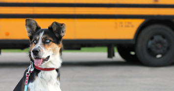 dog-in-front-of-school-bus (002)
